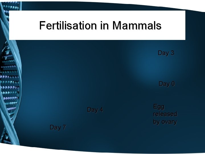Fertilisation in Mammals Day 3 Day 0 Day 4 Day 7 Egg released by