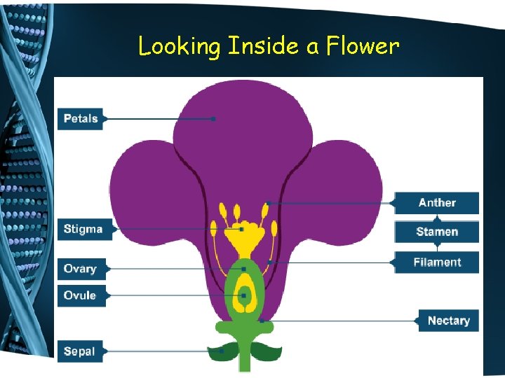 Looking Inside a Flower 