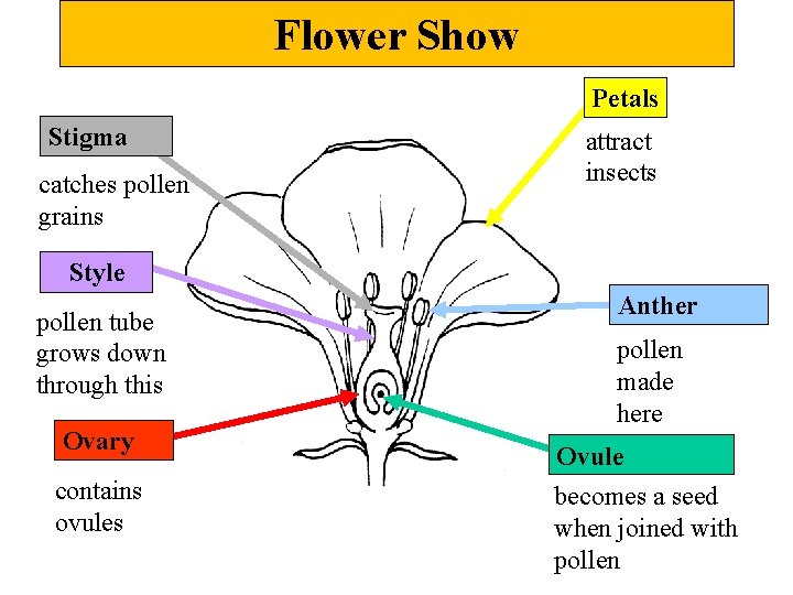Flower Show Petals Stigma catches pollen grains attract insects Style pollen tube grows down