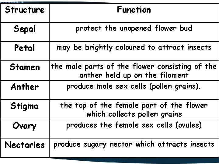 Structure Function Sepal protect the unopened flower bud Petal may be brightly coloured to