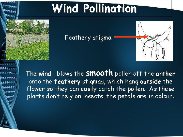 Wind Pollination Feathery stigma The wind blows the smooth pollen off the anther onto