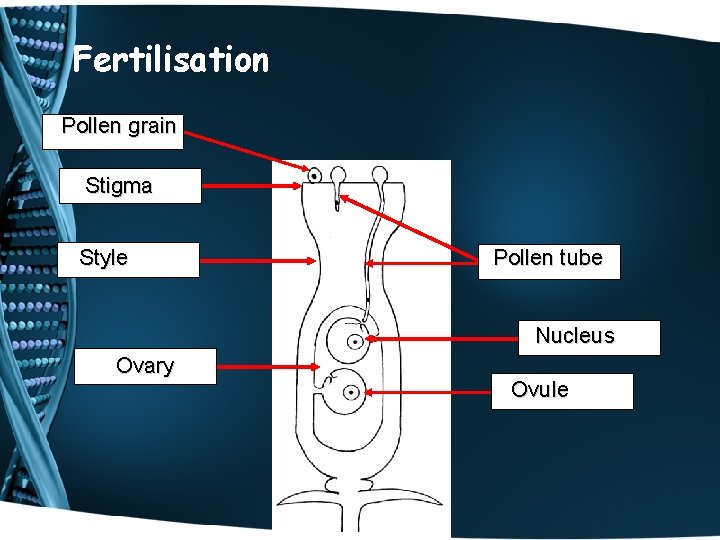 Fertilisation Pollen grain Stigma Style Pollen tube Nucleus Ovary Ovule 