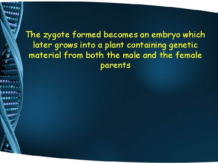 The zygote formed becomes an embryo which later grows into a plant containing genetic