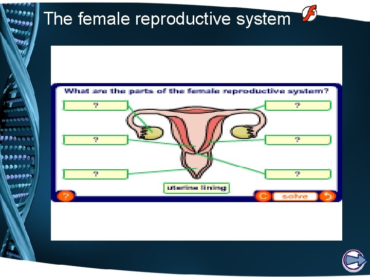 The female reproductive system 