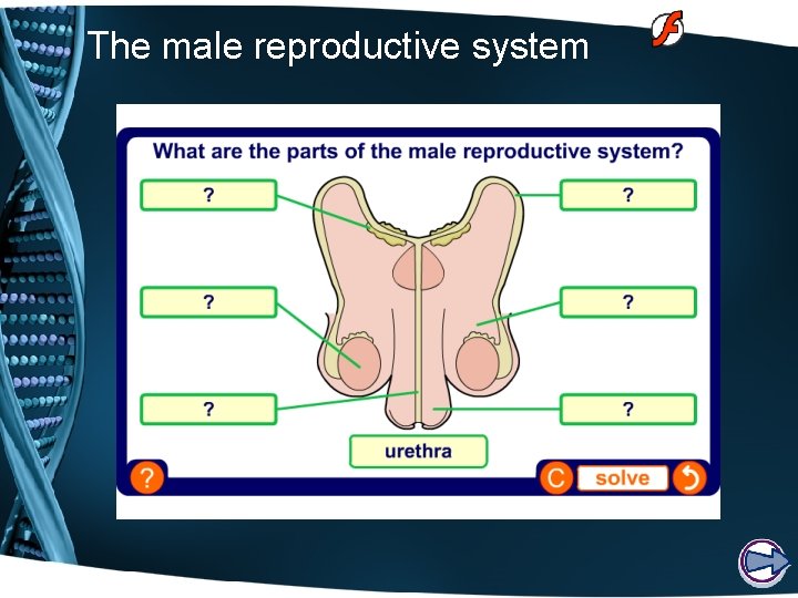 The male reproductive system 