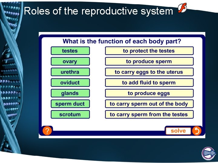 Roles of the reproductive system 