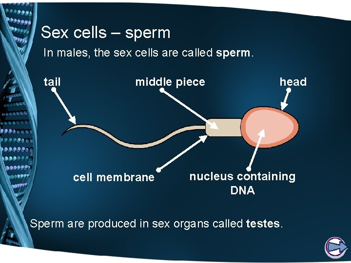 Sex cells – sperm In males, the sex cells are called sperm. tail middle