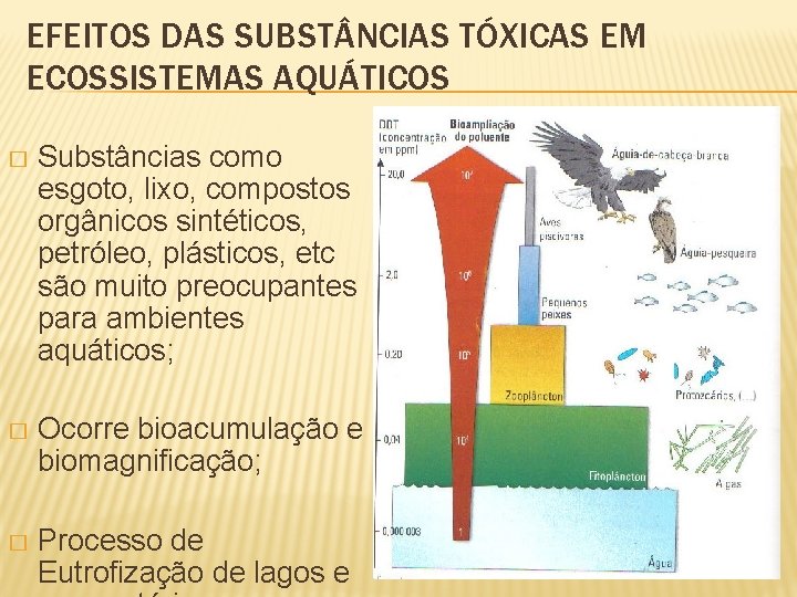 EFEITOS DAS SUBST NCIAS TÓXICAS EM ECOSSISTEMAS AQUÁTICOS � Substâncias como esgoto, lixo, compostos
