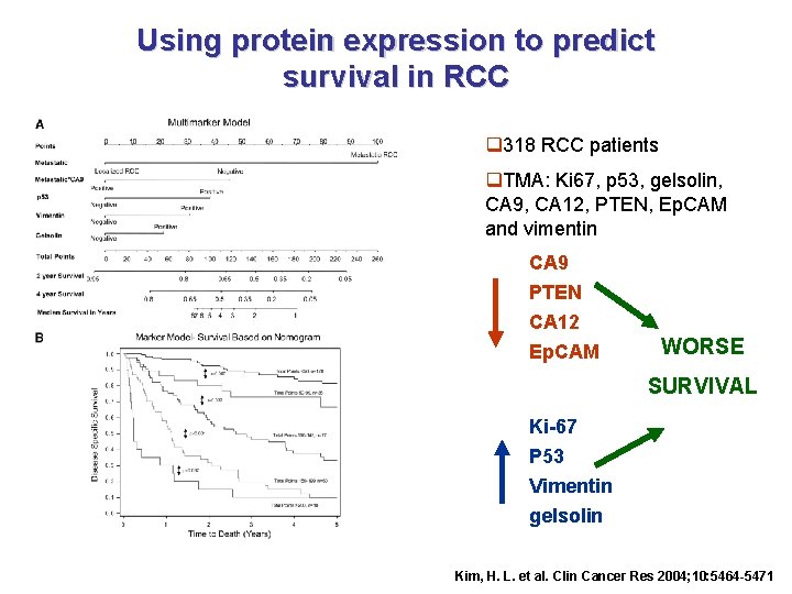 Using protein expression to predict survival in RCC q 318 RCC patients q. TMA: