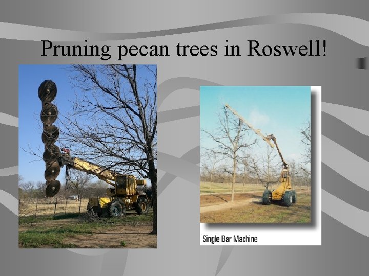 Pruning pecan trees in Roswell! 