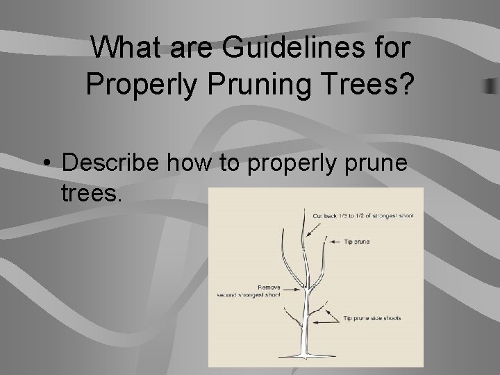 What are Guidelines for Properly Pruning Trees? • Describe how to properly prune trees.