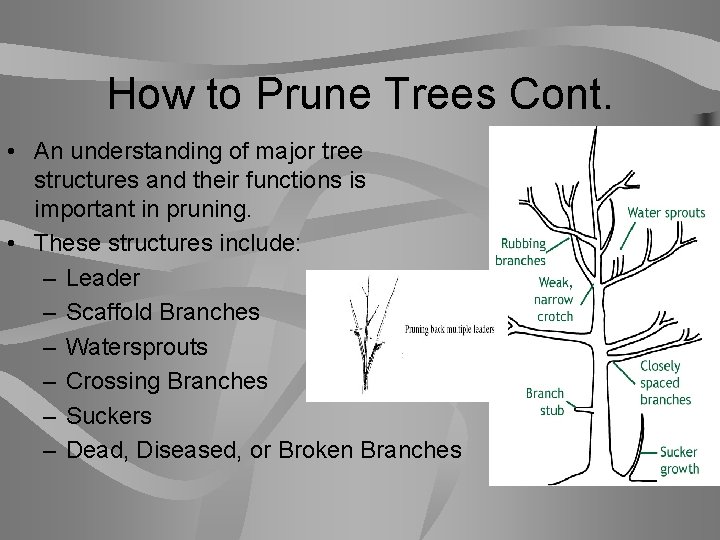 How to Prune Trees Cont. • An understanding of major tree structures and their