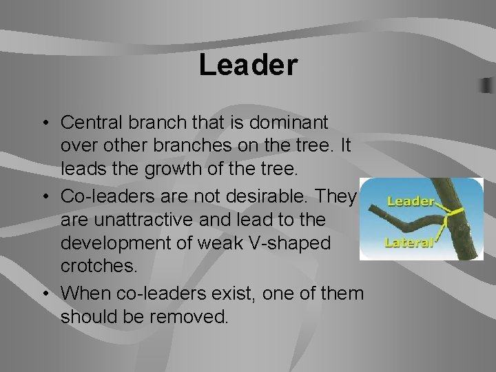 Leader • Central branch that is dominant over other branches on the tree. It