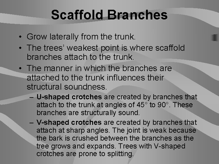 Scaffold Branches • Grow laterally from the trunk. • The trees’ weakest point is