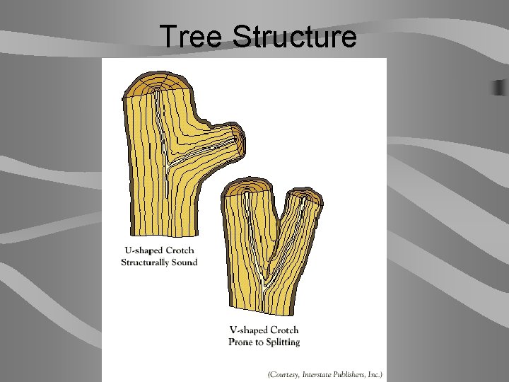 Tree Structure 