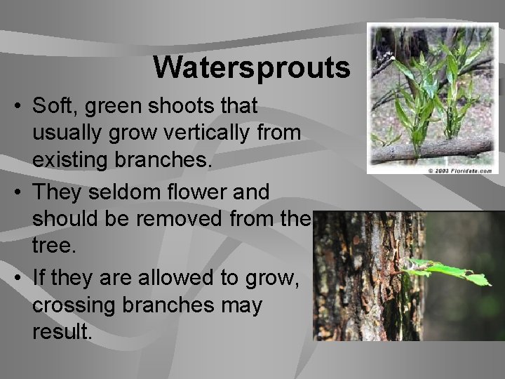 Watersprouts • Soft, green shoots that usually grow vertically from existing branches. • They