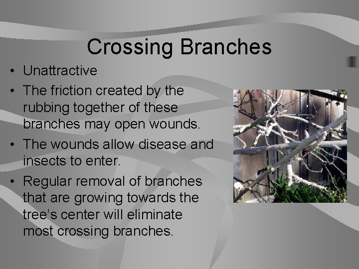 Crossing Branches • Unattractive • The friction created by the rubbing together of these