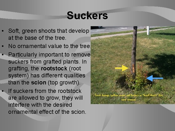 Suckers • Soft, green shoots that develop at the base of the tree. •