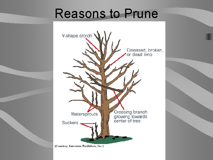 Reasons to Prune 