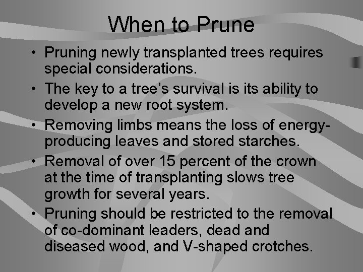 When to Prune • Pruning newly transplanted trees requires special considerations. • The key