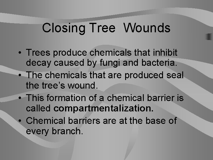 Closing Tree Wounds • Trees produce chemicals that inhibit decay caused by fungi and