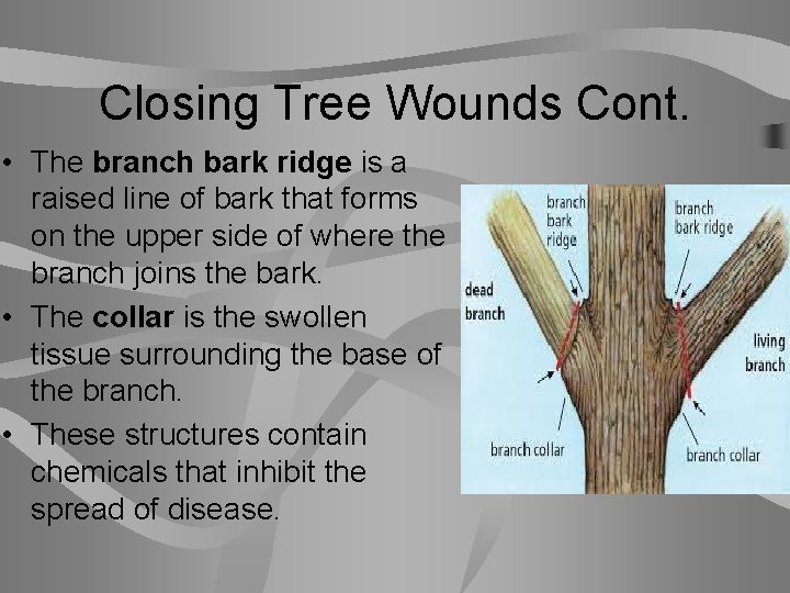 Closing Tree Wounds Cont. • The branch bark ridge is a raised line of