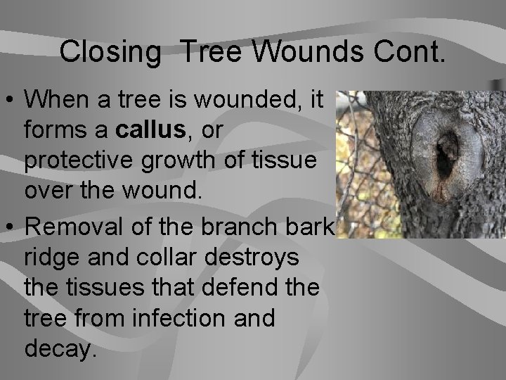 Closing Tree Wounds Cont. • When a tree is wounded, it forms a callus,