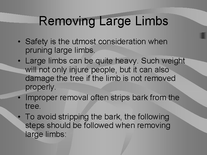 Removing Large Limbs • Safety is the utmost consideration when pruning large limbs. •