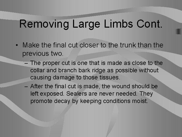 Removing Large Limbs Cont. • Make the final cut closer to the trunk than