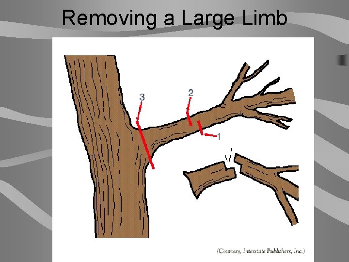 Removing a Large Limb 