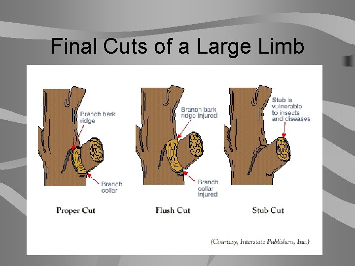 Final Cuts of a Large Limb 