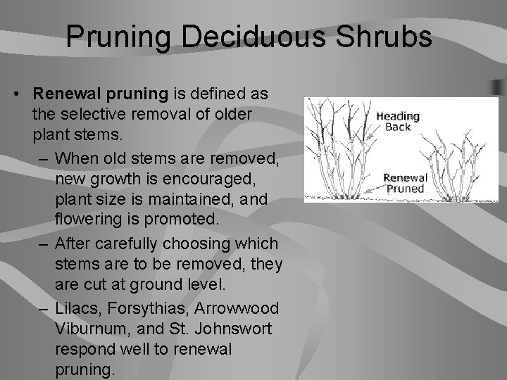 Pruning Deciduous Shrubs • Renewal pruning is defined as the selective removal of older