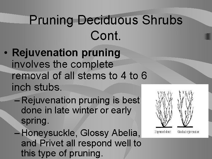 Pruning Deciduous Shrubs Cont. • Rejuvenation pruning involves the complete removal of all stems