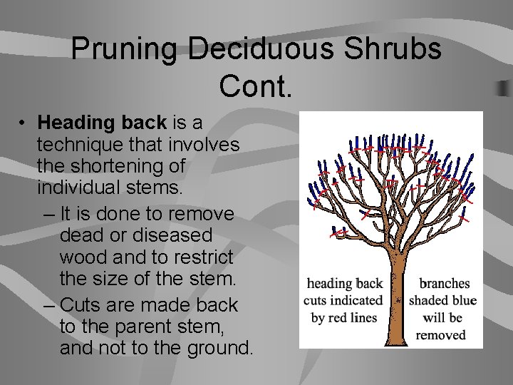 Pruning Deciduous Shrubs Cont. • Heading back is a technique that involves the shortening