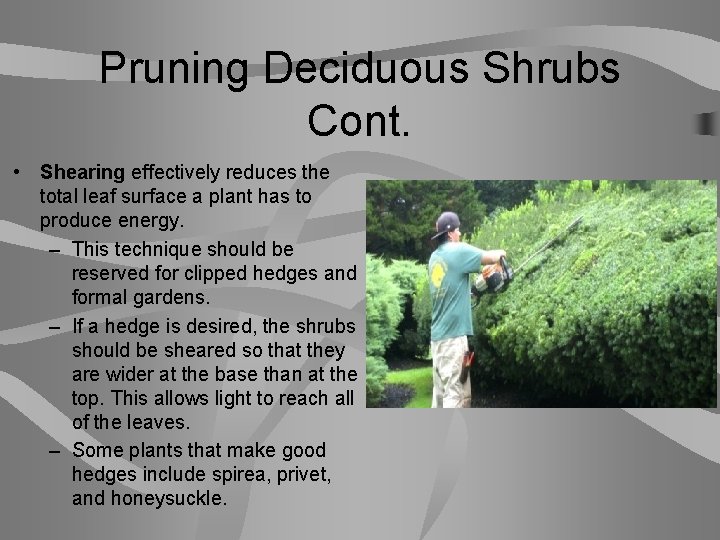 Pruning Deciduous Shrubs Cont. • Shearing effectively reduces the total leaf surface a plant