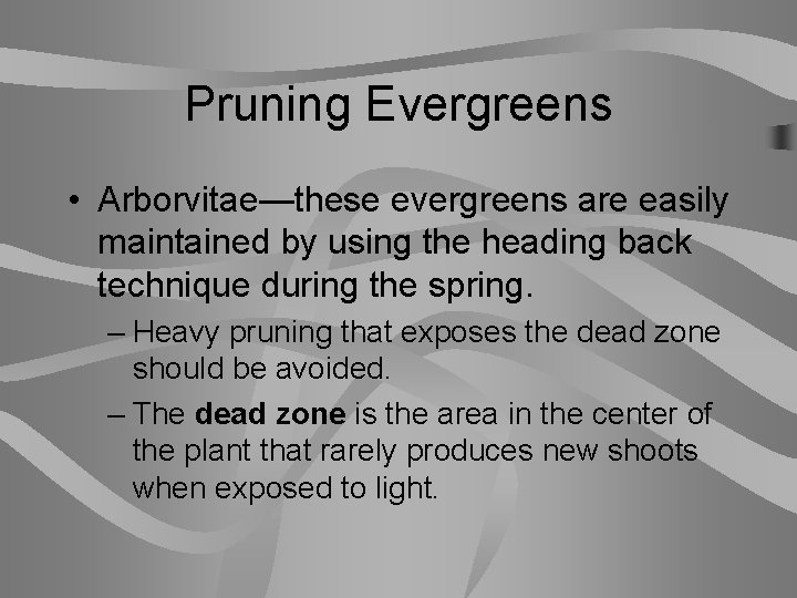 Pruning Evergreens • Arborvitae—these evergreens are easily maintained by using the heading back technique