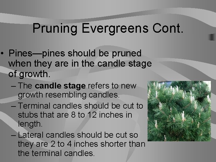 Pruning Evergreens Cont. • Pines—pines should be pruned when they are in the candle