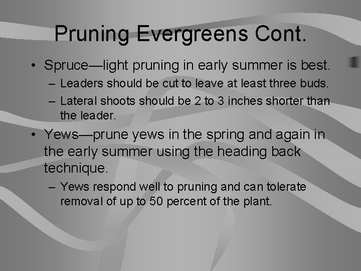 Pruning Evergreens Cont. • Spruce—light pruning in early summer is best. – Leaders should