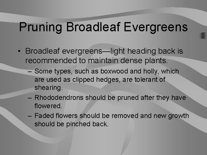 Pruning Broadleaf Evergreens • Broadleaf evergreens—light heading back is recommended to maintain dense plants.