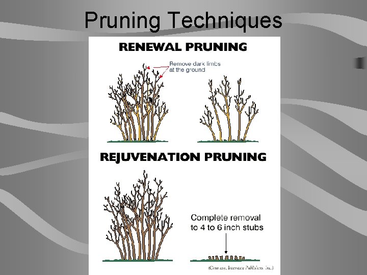 Pruning Techniques 