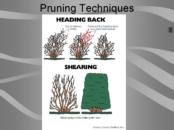 Pruning Techniques 