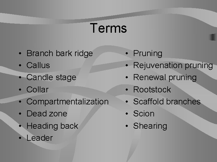 Terms • • Branch bark ridge Callus Candle stage Collar Compartmentalization Dead zone Heading