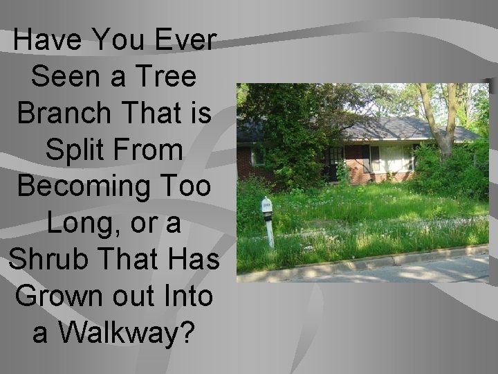 Have You Ever Seen a Tree Branch That is Split From Becoming Too Long,