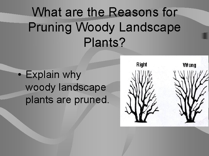 What are the Reasons for Pruning Woody Landscape Plants? • Explain why woody landscape