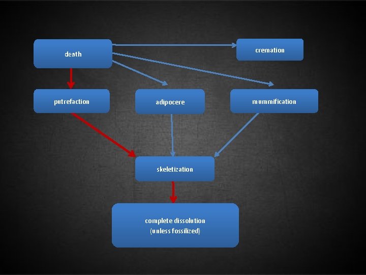 cremation death putrefaction adipocere skeletization complete dissolution (unless fossilized) mummification 