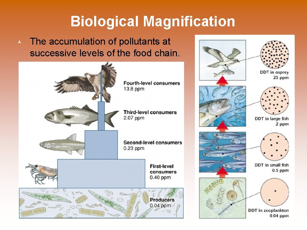 Biological Magnification The accumulation of pollutants at successive levels of the food chain. 