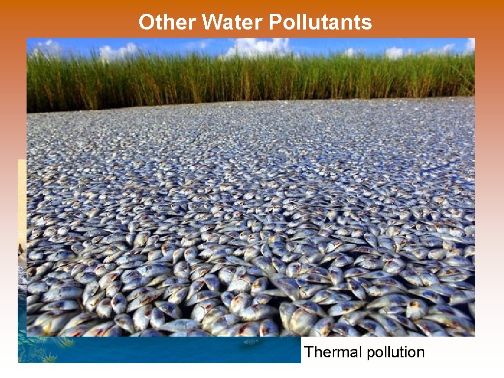 Other Water Pollutants Thermal pollution 