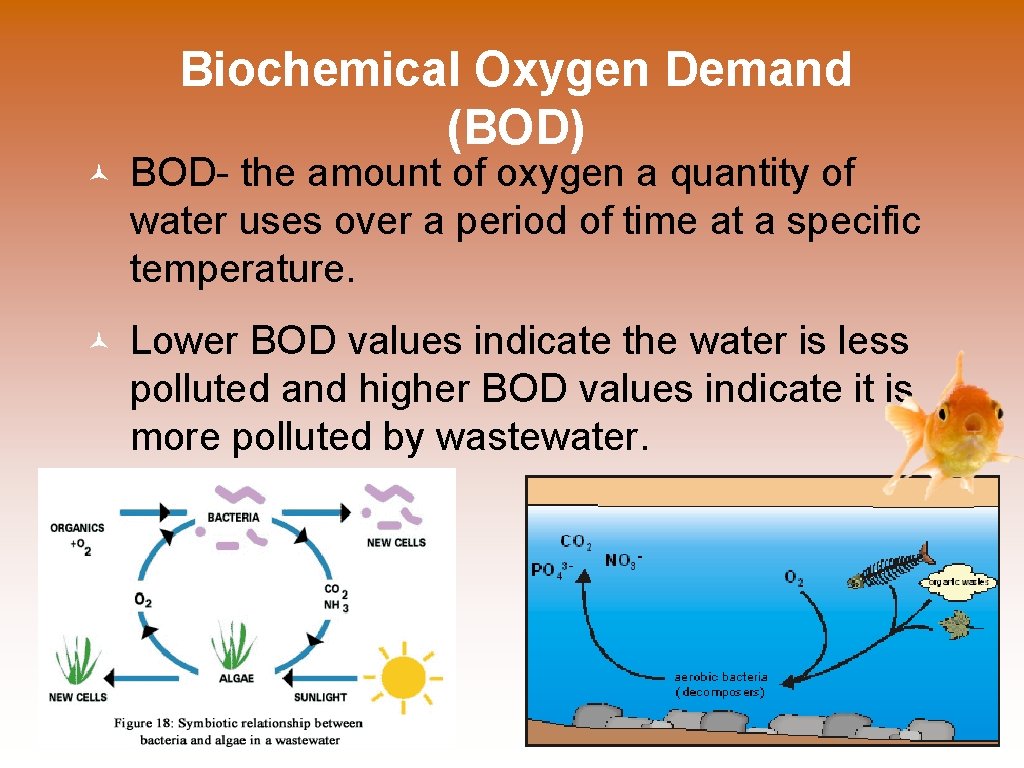 Biochemical Oxygen Demand (BOD) BOD- the amount of oxygen a quantity of water uses