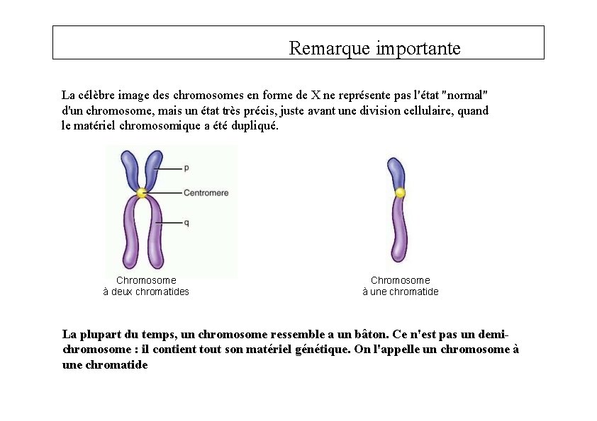 Remarque importante La célèbre image des chromosomes en forme de X ne représente pas