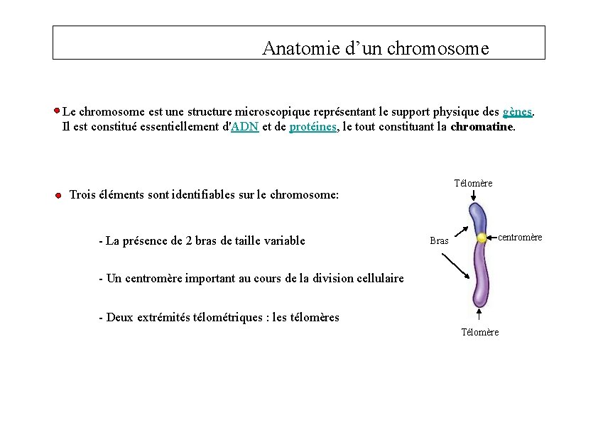 Anatomie d’un chromosome Le chromosome est une structure microscopique représentant le support physique des
